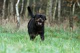 ROTTWEILER 452